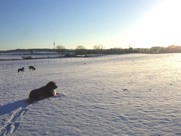 Whrend sich die Zaunbauer im Hintergrund dem Feierabend nhern, genieen die Hunde die Abendsonne im Schnee.
