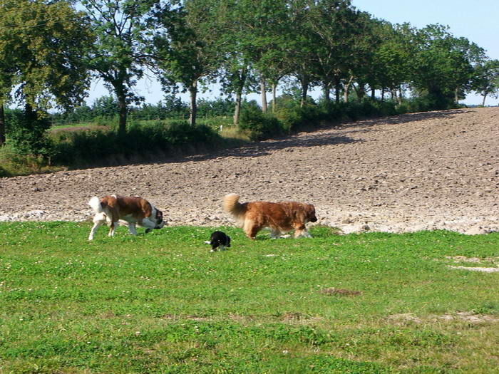 Wenige Wochen spter war das Getreide geernted, das Feld geackert und die Hunde folgen dem aufregenden Duft der frischen Erde.