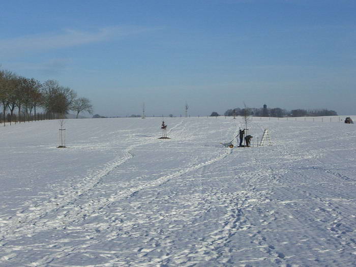 Fast fertig. Der letzte Baum wird mit Stangen und einem Band stabilisiert.